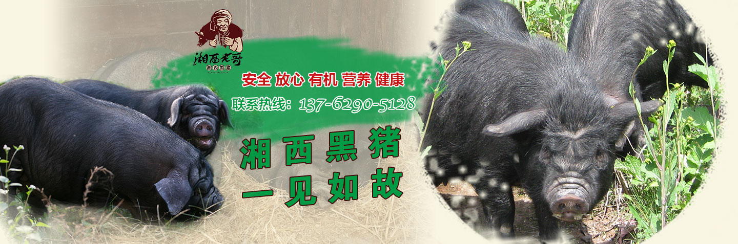 湖南湘西牧業(yè)有限公司-湖南省牧業(yè)|湖南省湘西黑豬養(yǎng)殖場(chǎng)|湖南黑豬種豬
